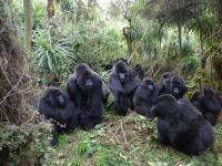 Mountain Gorillas