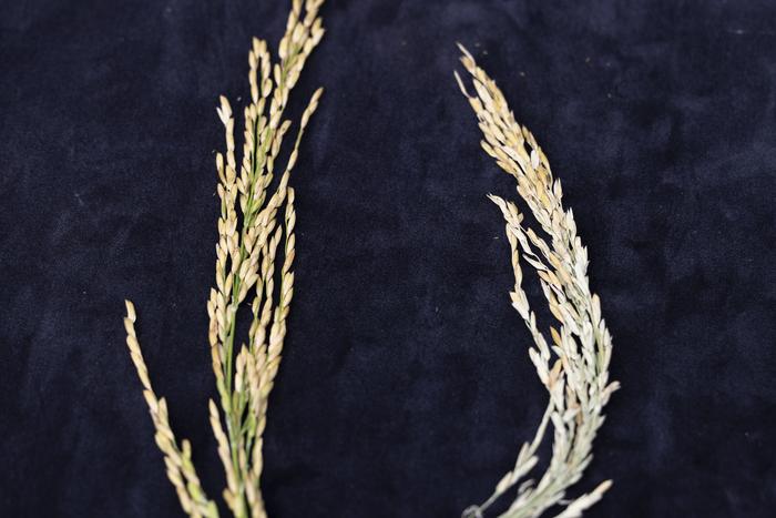 High Nighttime Tolerant Rice