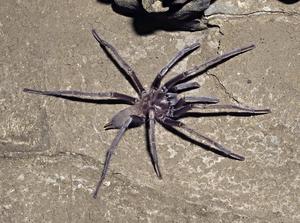 Cave-dwelling tarantula