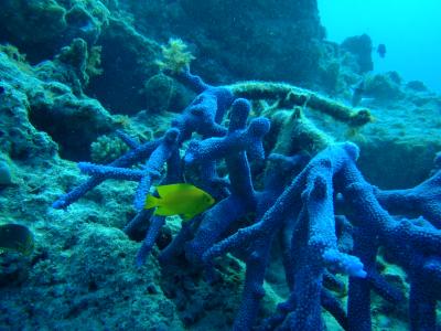 Coral (1 of 2)