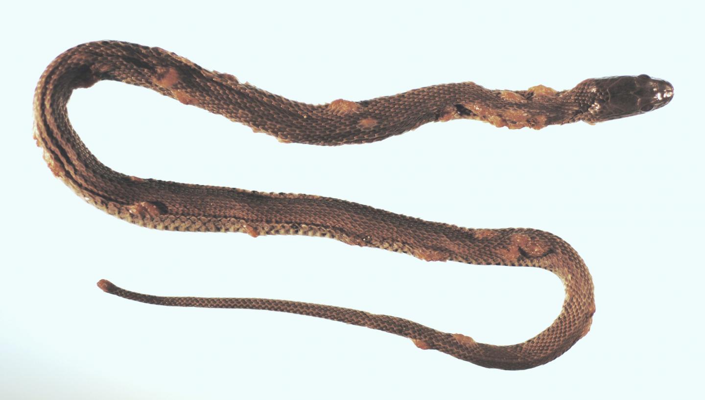 Host susceptibility to snake fungal disease is highly dispersed across phylogenetic and functional trait space (3 of 3)