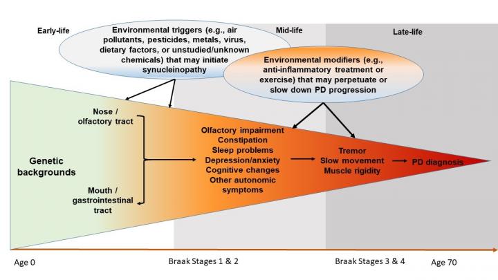 Braak Stages