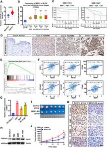 The MEN1 gene is identified as an oncogene in BLCA.