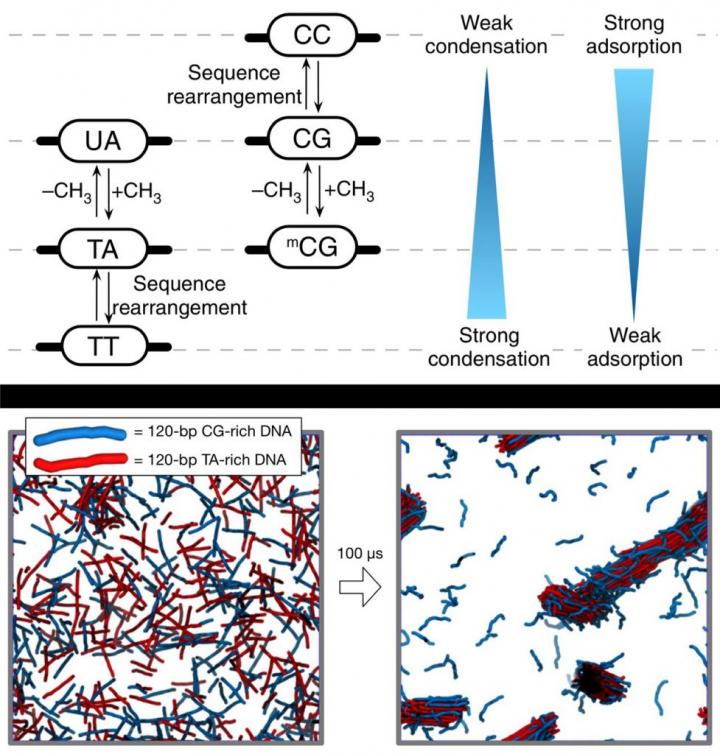 Phase Separation of DNA