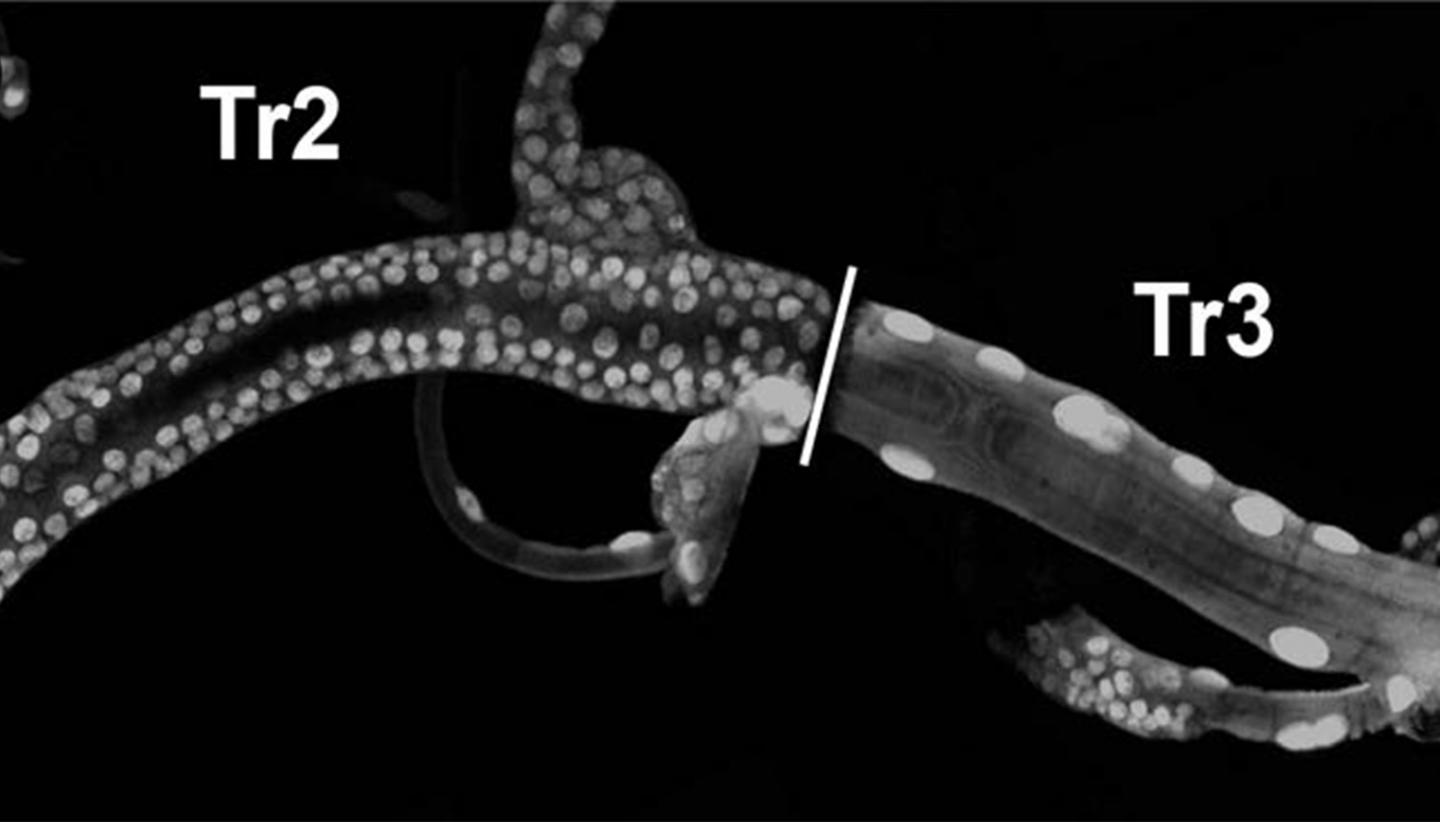Facultative Stem Cells in <em>Drosophila</em>