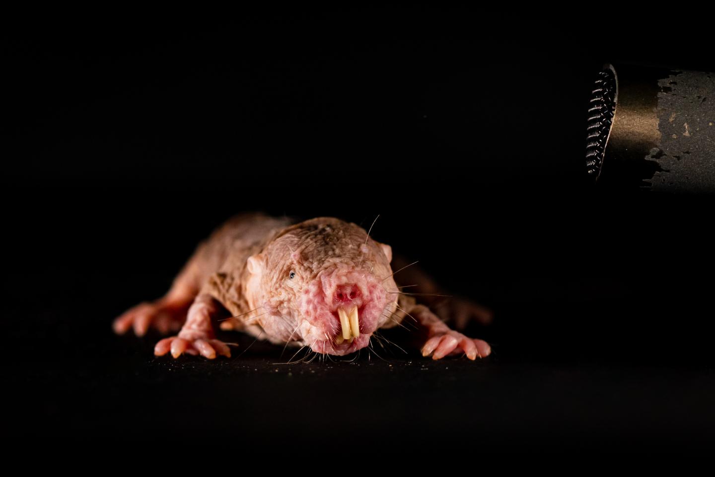 Communicative creatures