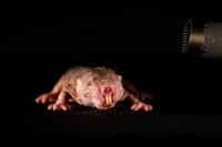 Communicative creatures