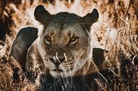 African Lion (2 of 2)
