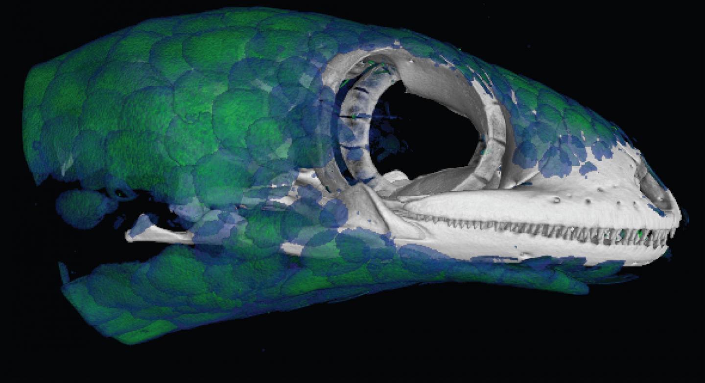 Fish-Scale Geckos' Delicate Skin Conceals Body Armor