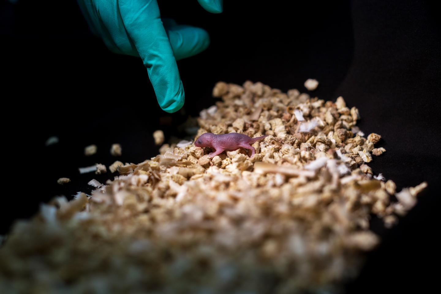 Bipaternal Mouse Pup