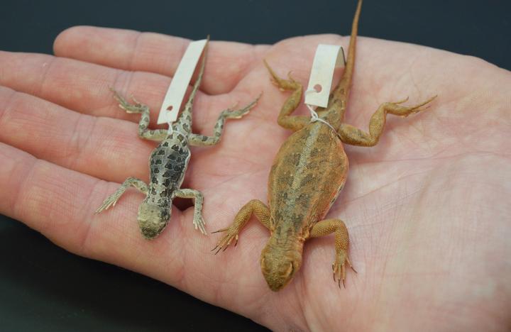 Specimens Lizards