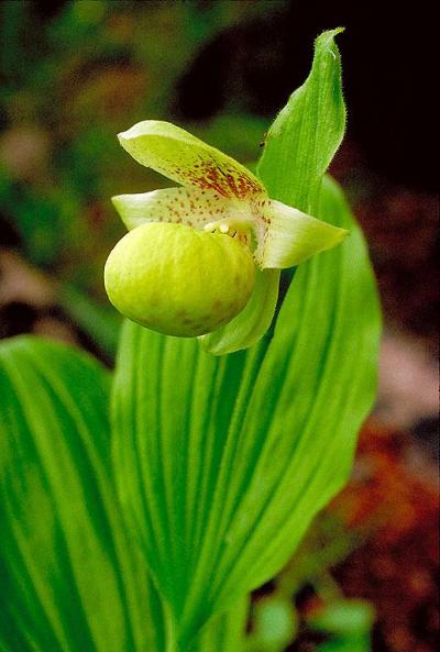<i>Cypripedium flavum</i>
