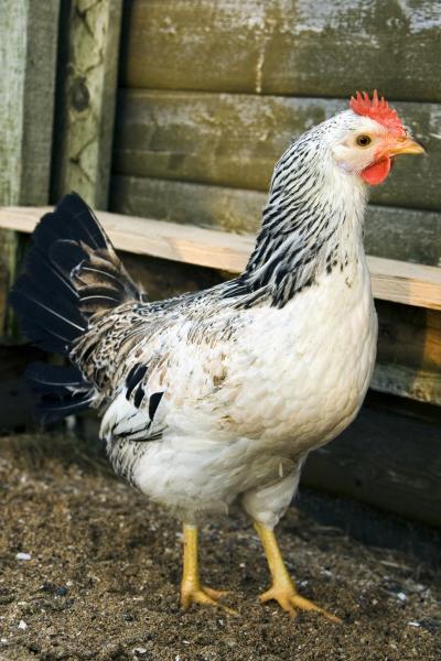 Young Icelandic Chicken