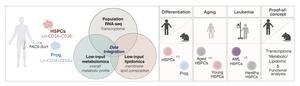 Nutrients and lipids shape bone marrow blood stem cells from health to aging and leukemia