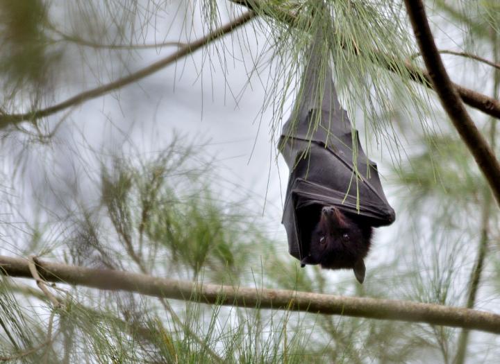 Black Flying Fox (<i>Pteropus alecto</i>)