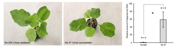 Virus-Resistant and Susceptible Responses in Eggplant (Solanum melongena)