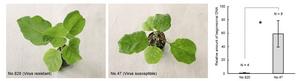 Virus-Resistant and Susceptible Responses in Eggplant (Solanum melongena)