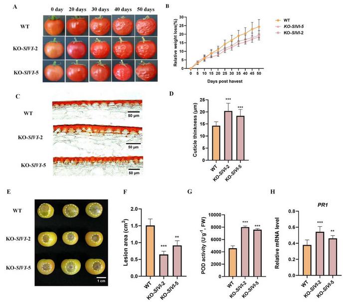 Knockout of SlVI extends fruit shelf life and improves fruit B. cinerea resistance.