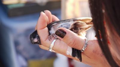 Dark-eyed Junco