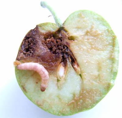 Codling Moth Caterpillar