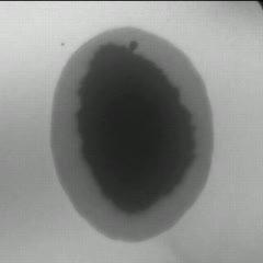 Diffusion of Lead Atoms on a Lead-on-Silicon Island