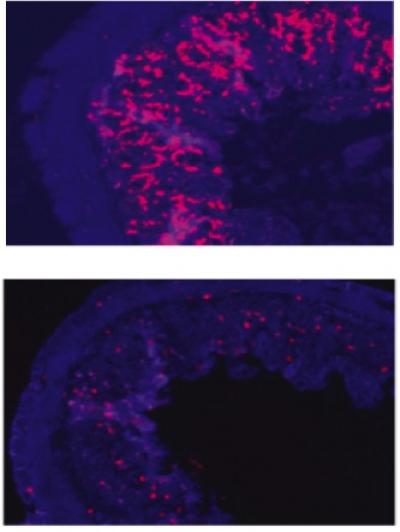 Intestinal Cells