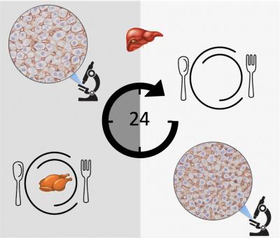 'Round-the-Clock Metabolism