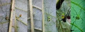 Different "morphs" of Theridion himalayana sp. nov.