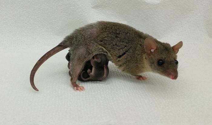 Fig. 2: … and the opossum (a marsupial that split off from placental mammals before they evolved complex placentas).