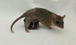Fig. 2: … and the opossum (a marsupial that split off from placental mammals before they evolved complex placentas).