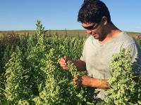 Researcher inspecting quinoa