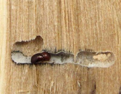 Beetle Garden