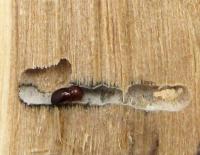 Beetle Garden