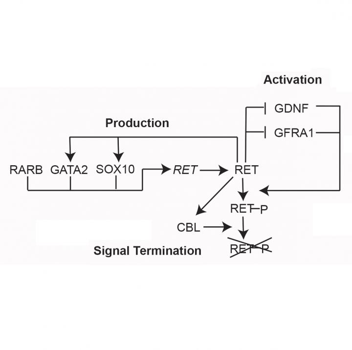 RET Protein