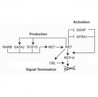 RET Protein