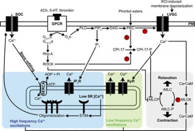 Airway Smooth Muscle Contraction