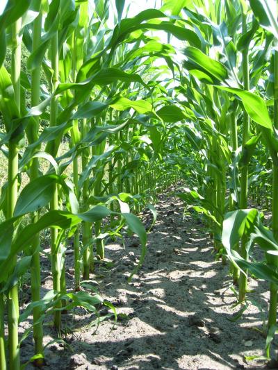 Maize