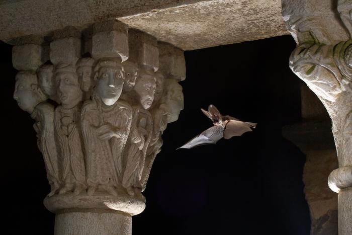 Great long-eared bat