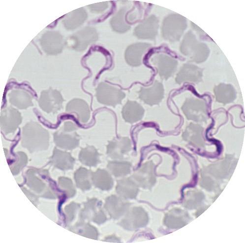 Trypanosomes