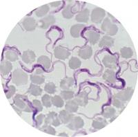 Trypanosomes