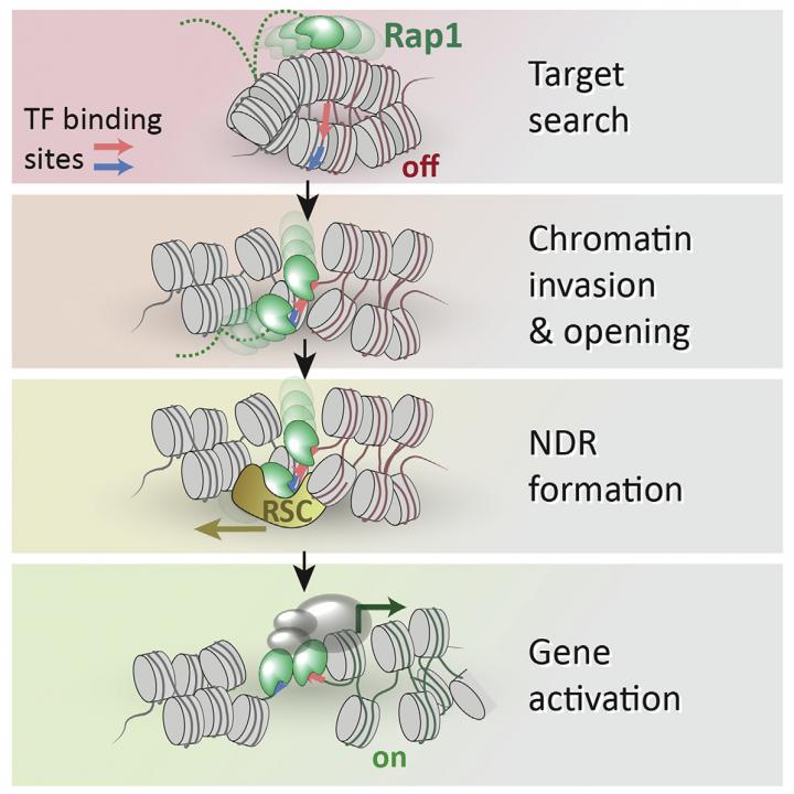 Rap1 Accesses Chromatin