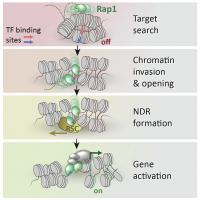 Rap1 Accesses Chromatin
