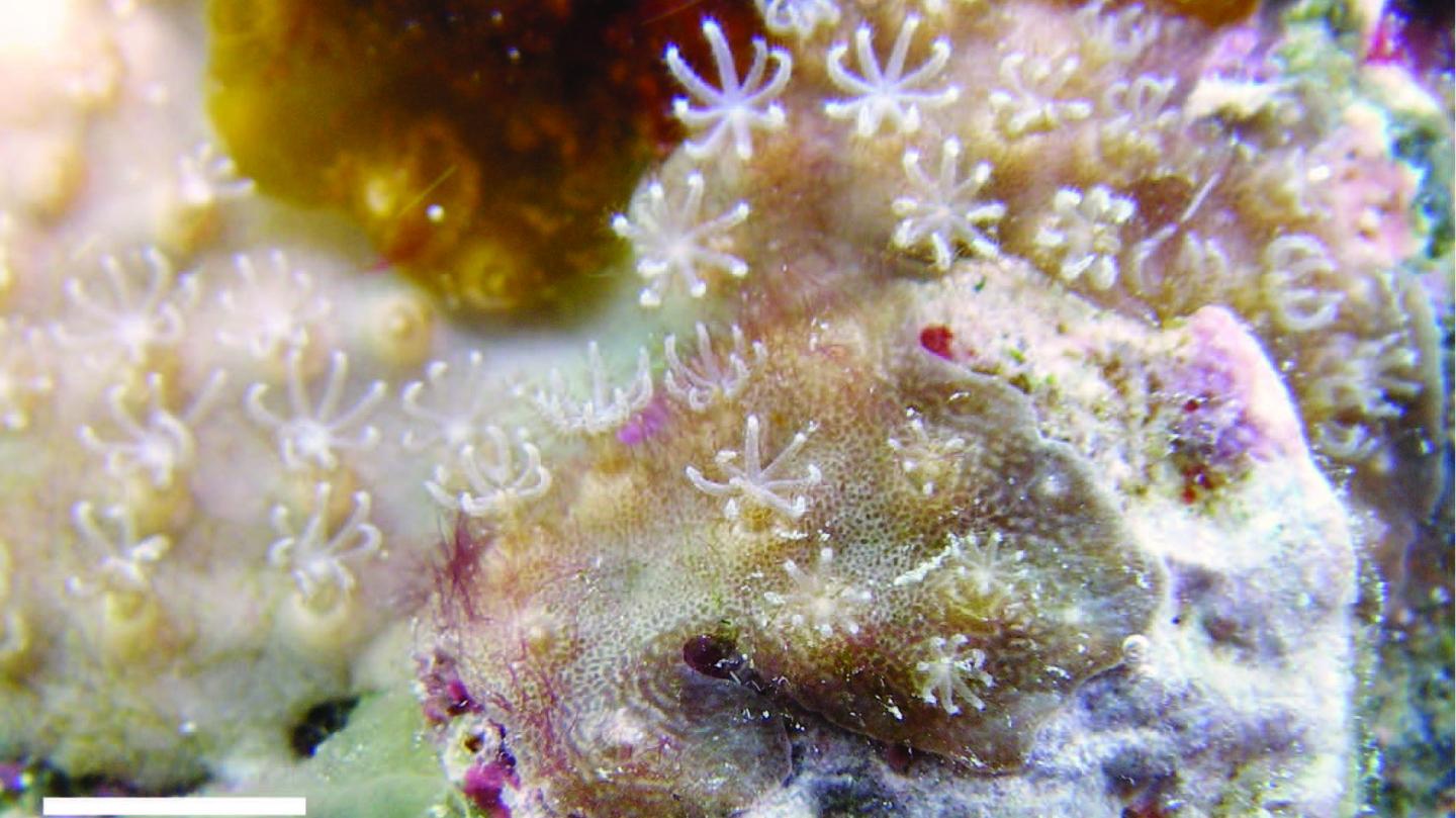 <em>Nanipora kamurai</em>, Zamami Island Okinawa, Japan