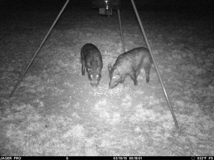 Feral hogs