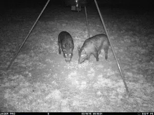Feral hogs