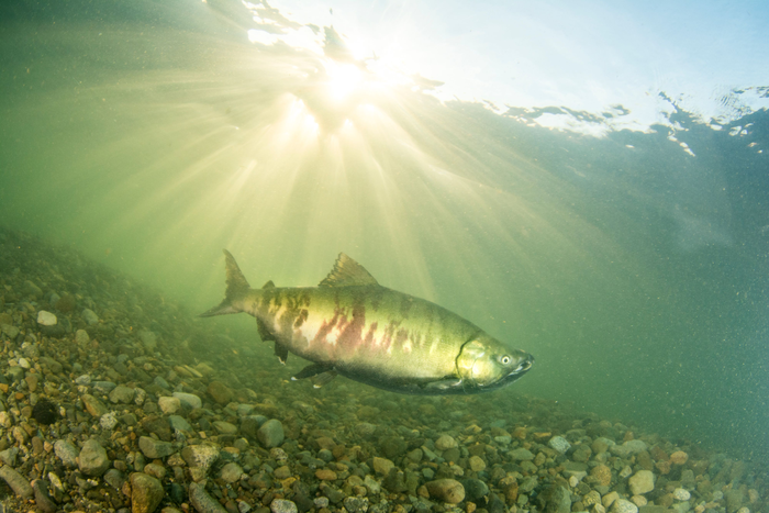 Salmon