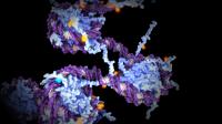 X Inactivation