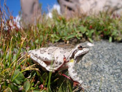 Pacific Chorus Frog -- A Carrier of a Deadly Amphibian Disease (1 of 2)