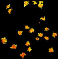 Multicellular Yeast Clusters in Physics Simulation