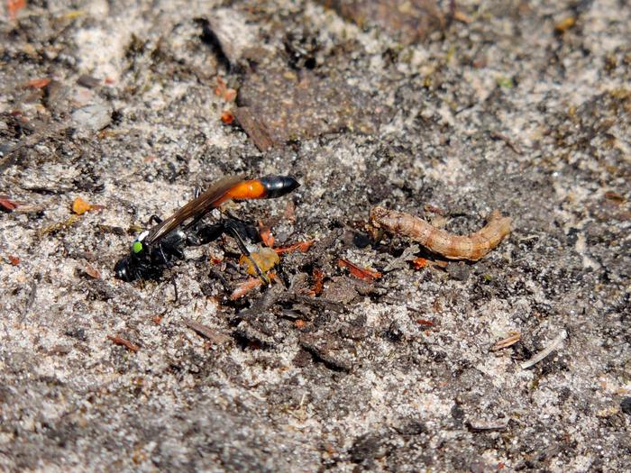 A female opening her nest, with a prey caterpillar behind her